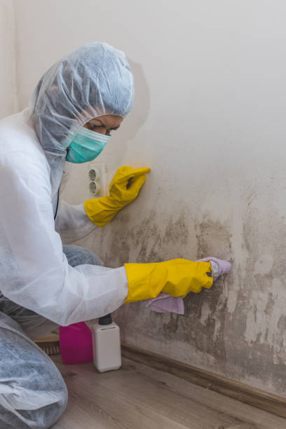 Reliable Marceline, MO Mold Removal Solutions